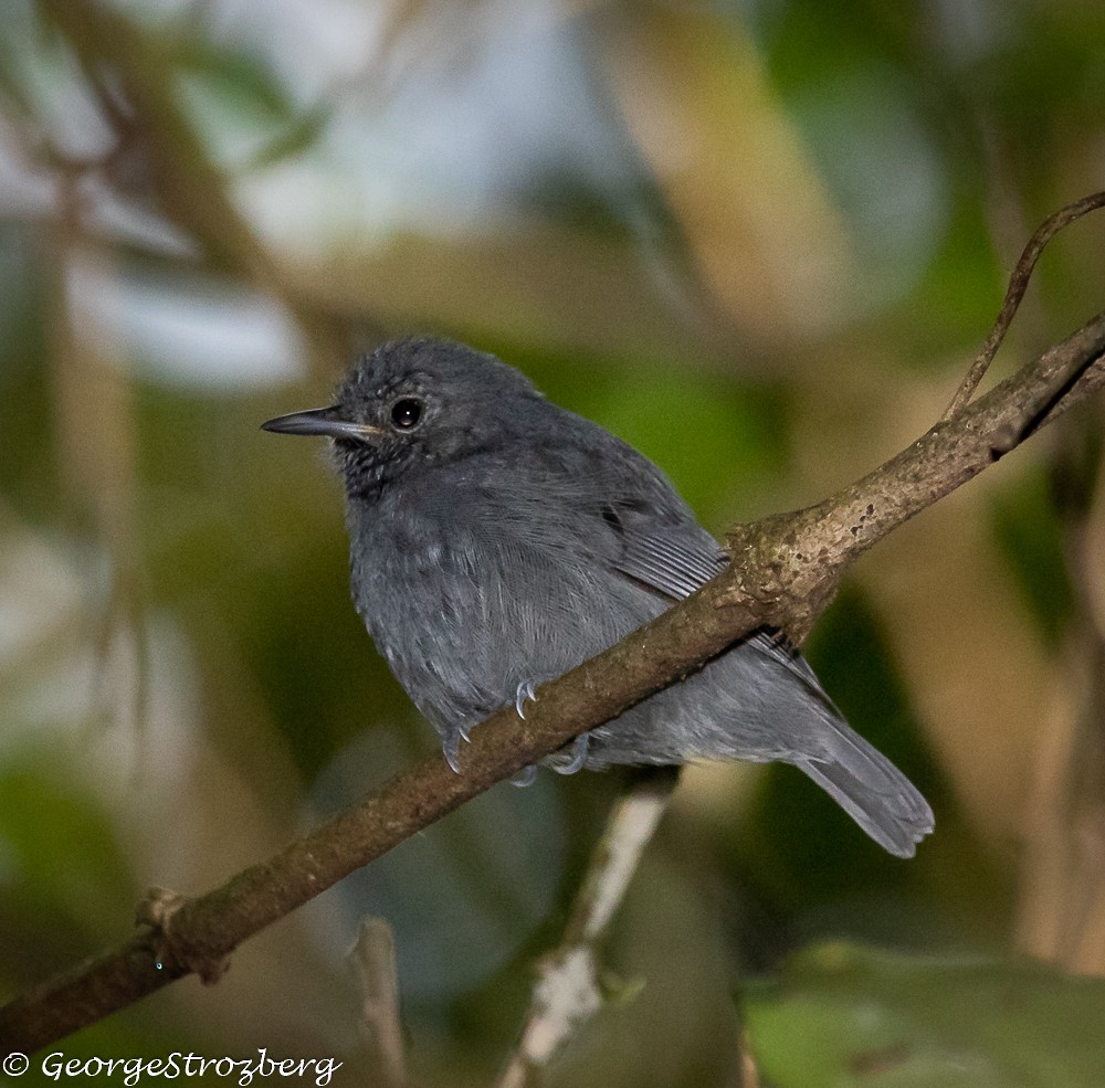 Unicolored Antwren - ML361771331