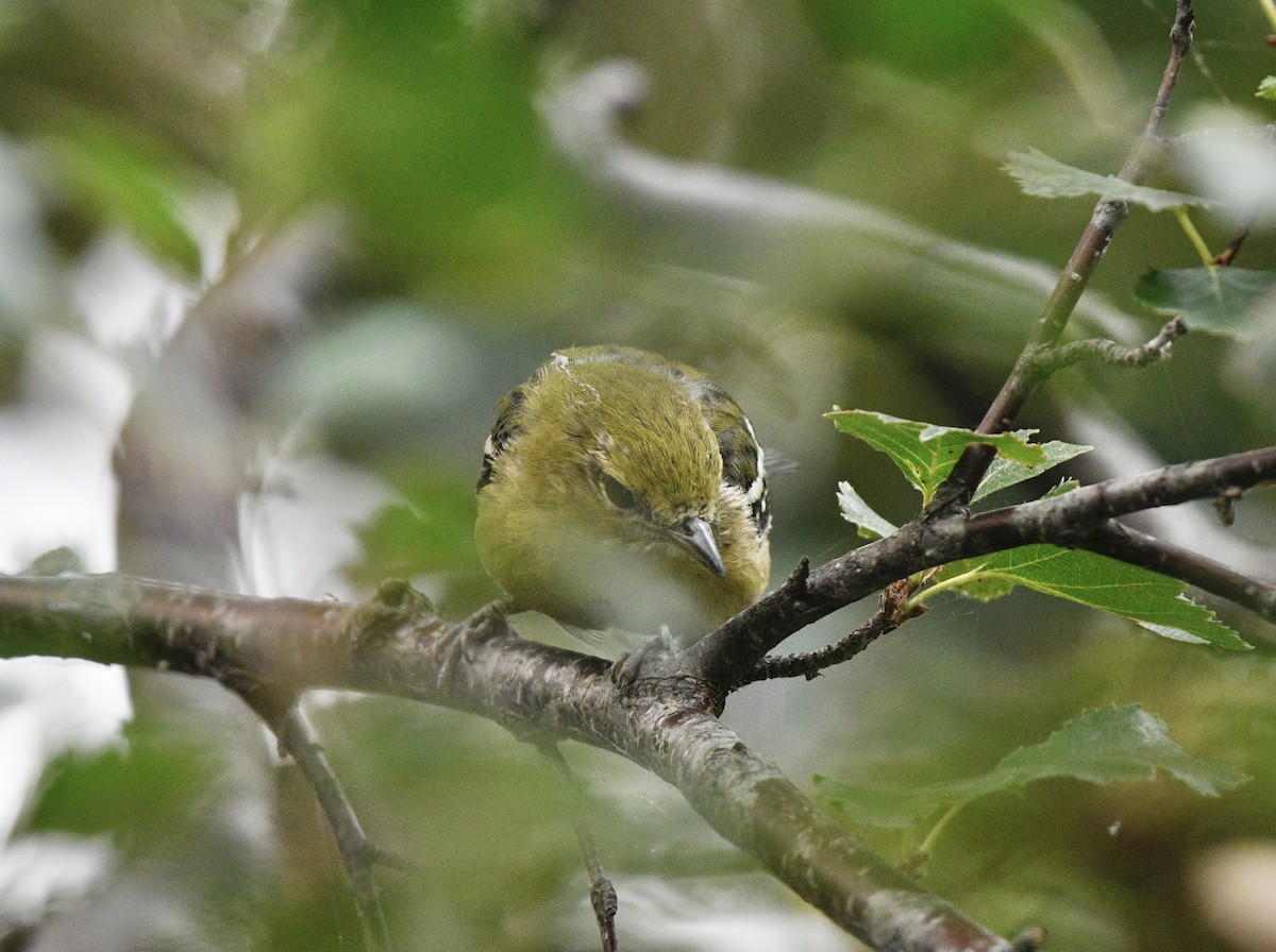 Bay-breasted Warbler - ML361771361