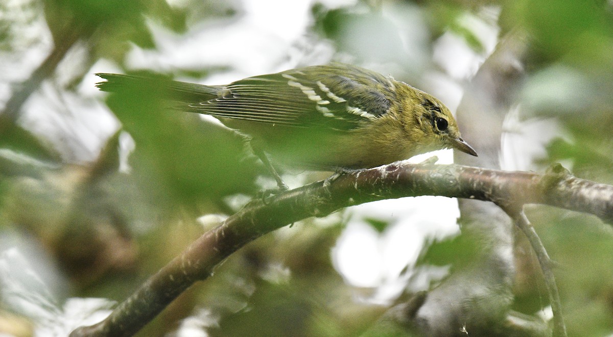 Bay-breasted Warbler - ML361771421