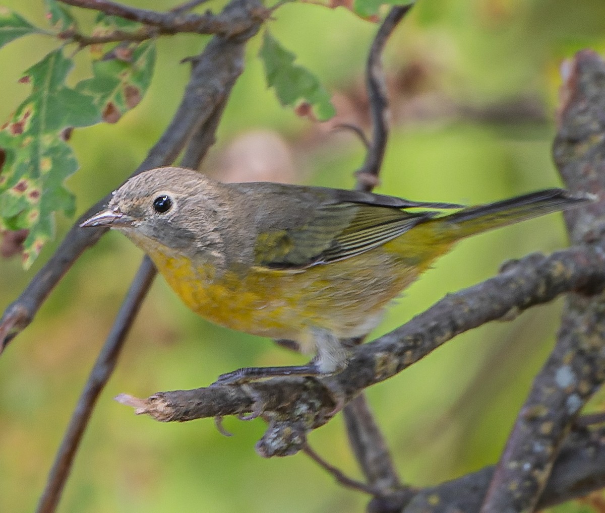 Nashville Warbler - ML361771681