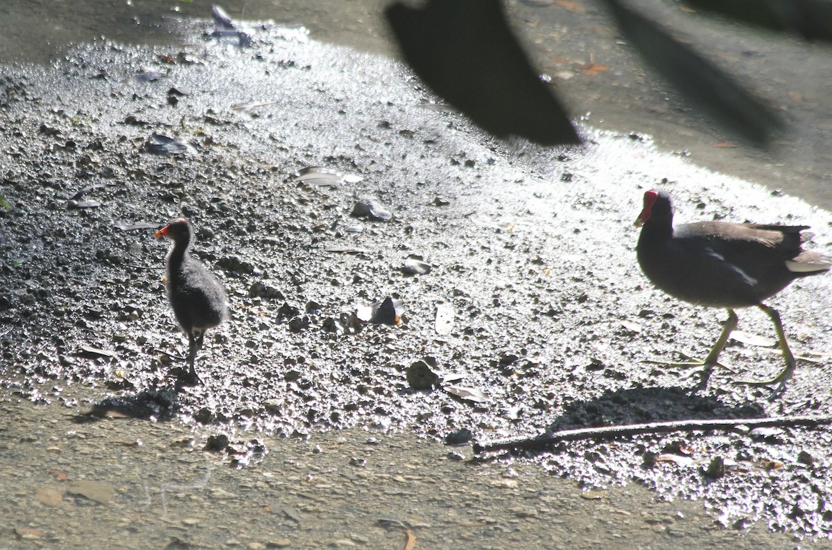 Common Gallinule - ML36177181