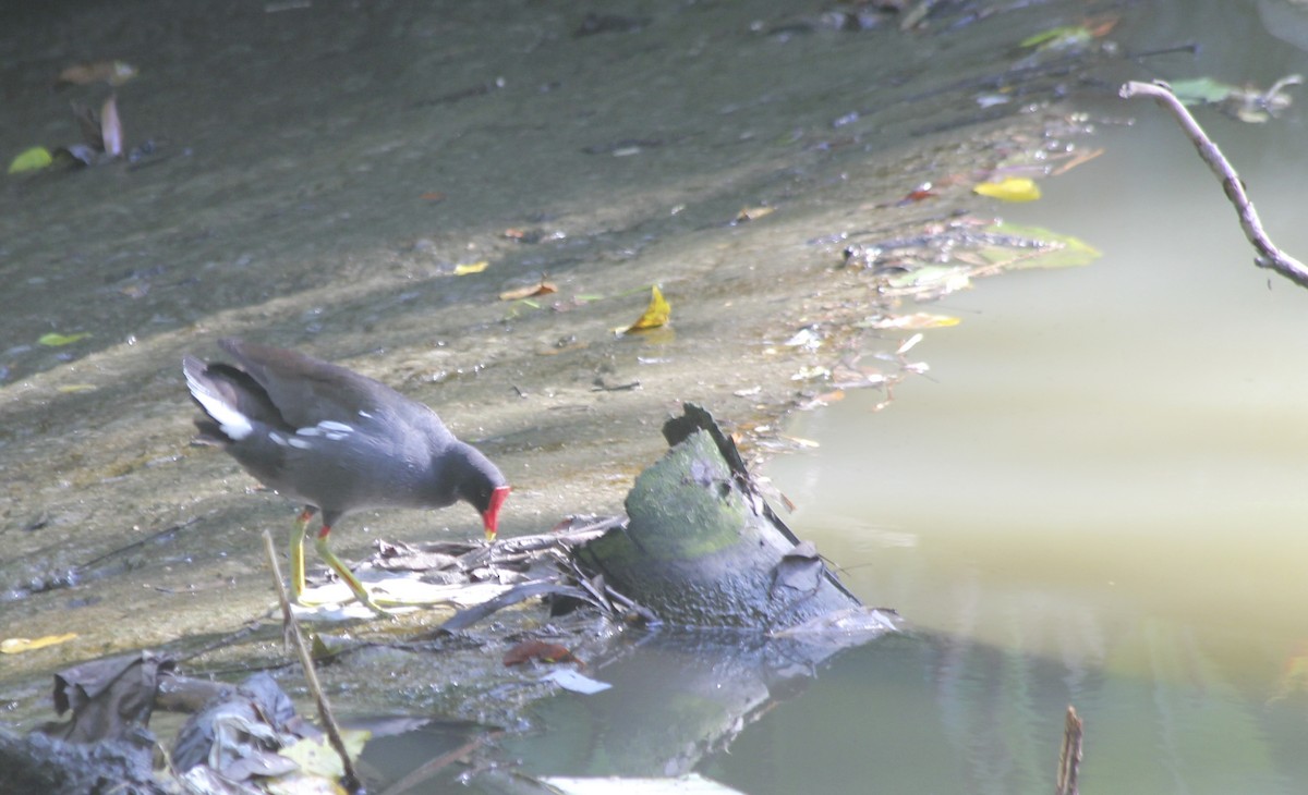 Common Gallinule - ML36177191