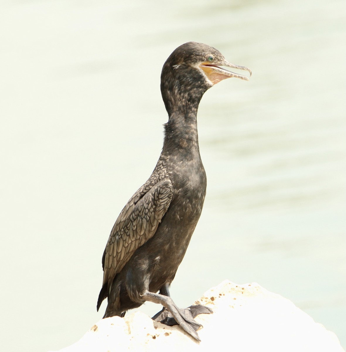 Neotropic Cormorant - Don Witter