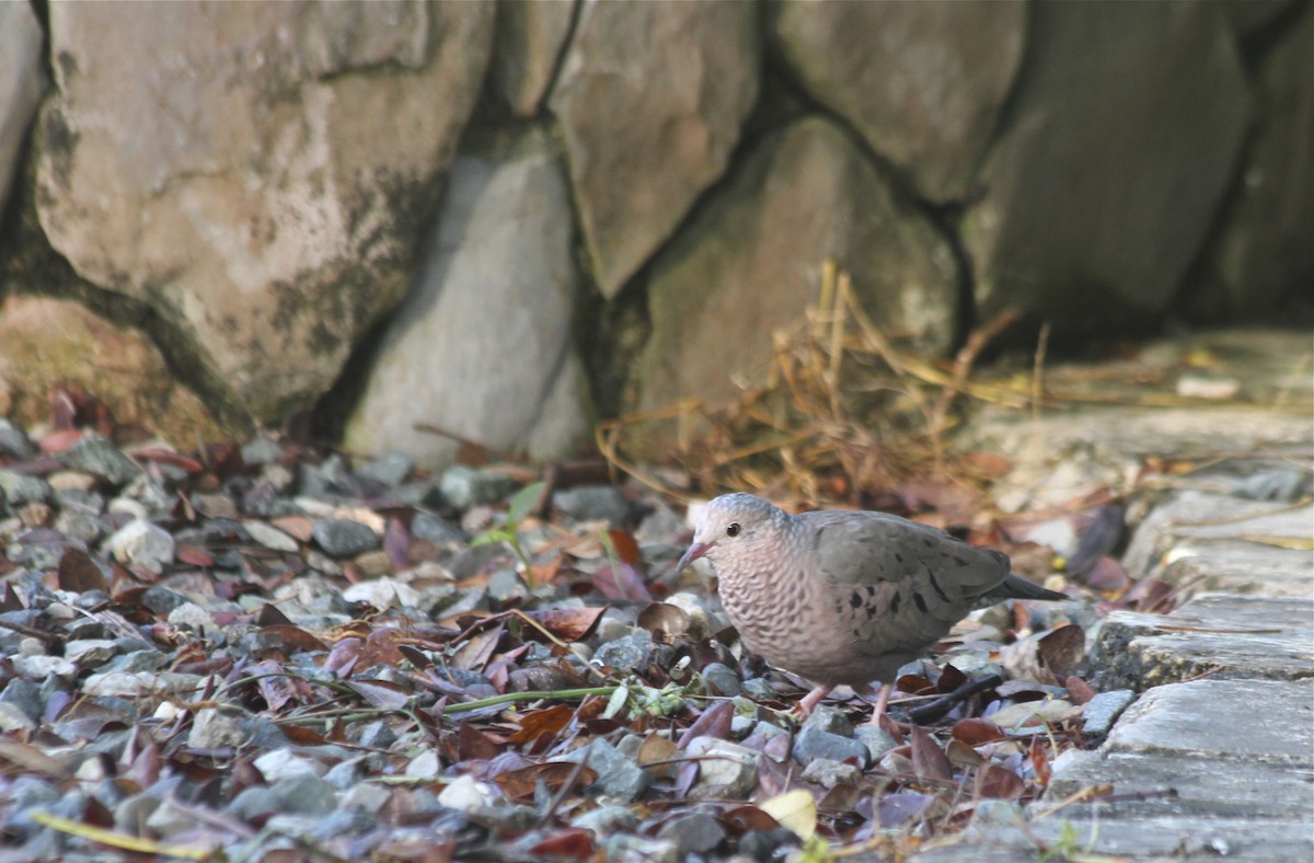 Common Ground Dove - ML36177221