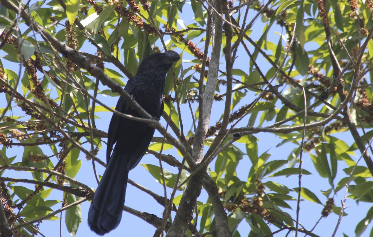 Smooth-billed Ani - ML36177251