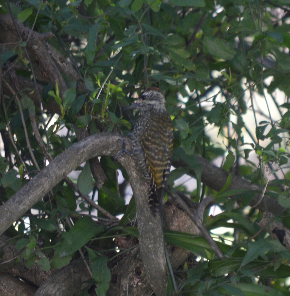 White-spotted Woodpecker - ML361772611