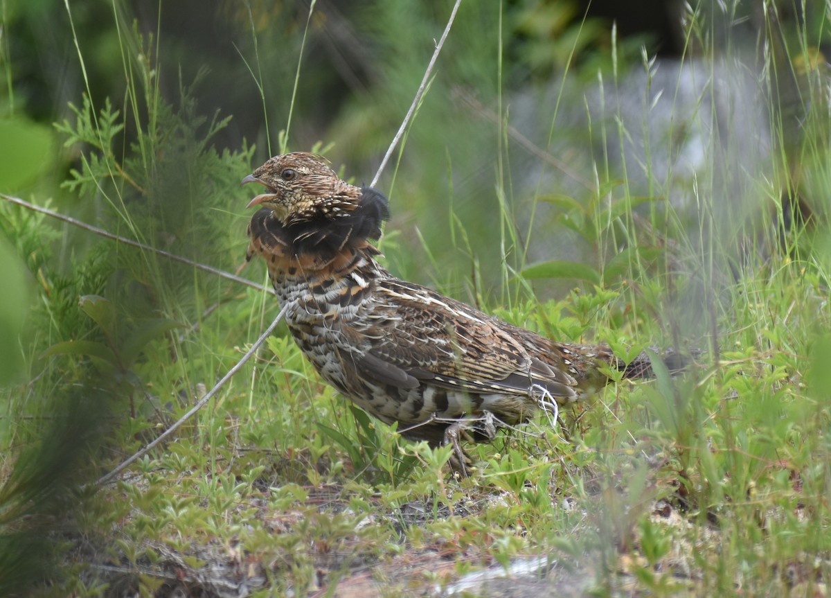 Ruffed Grouse - ML361773041