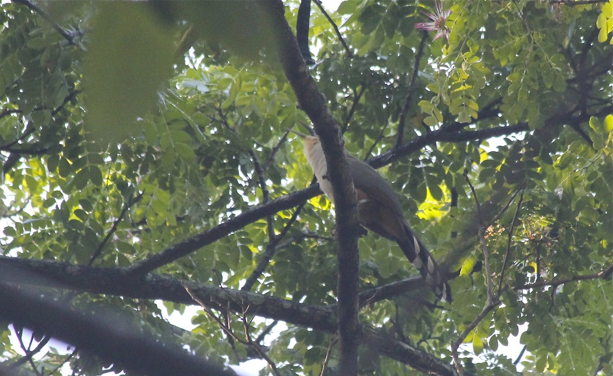 Hispaniolan Lizard-Cuckoo - ML36177311