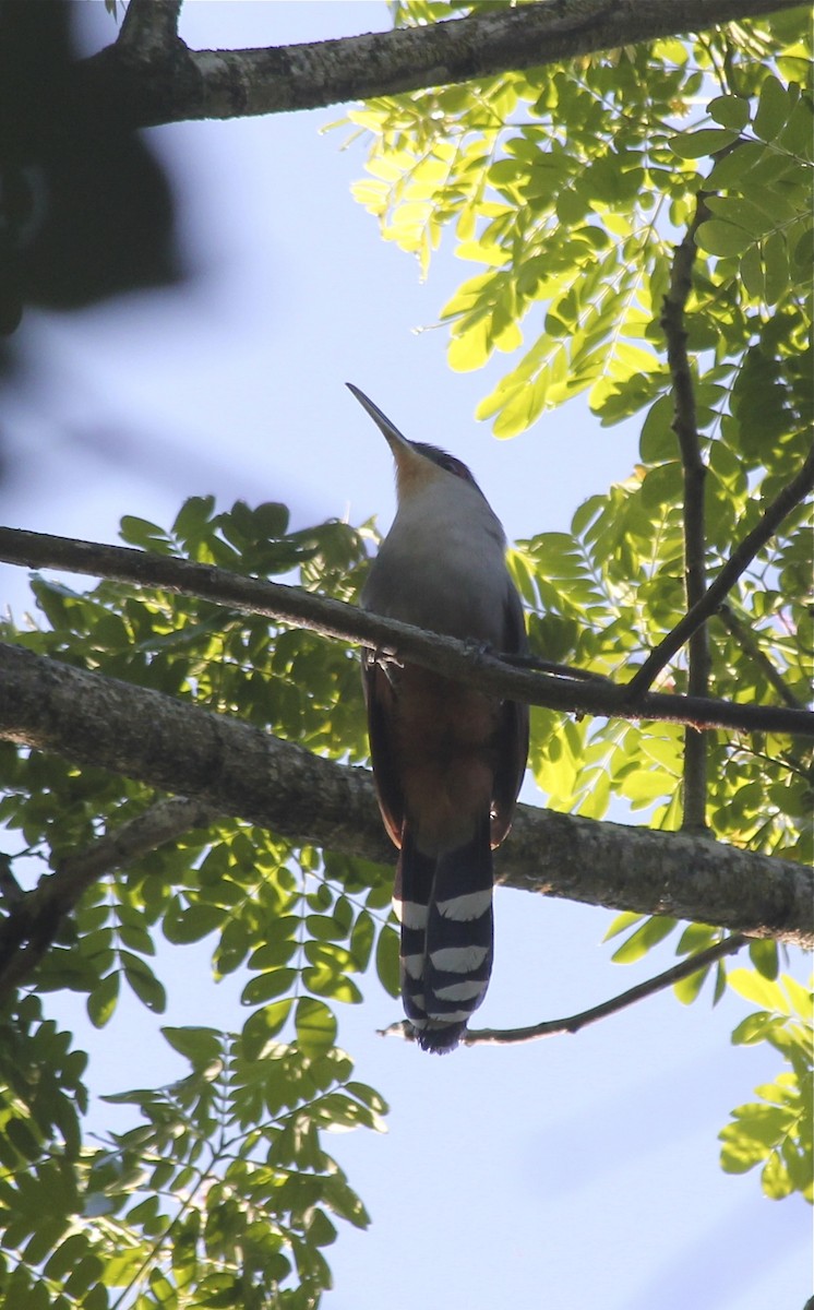 Hispaniolan Lizard-Cuckoo - ML36177321