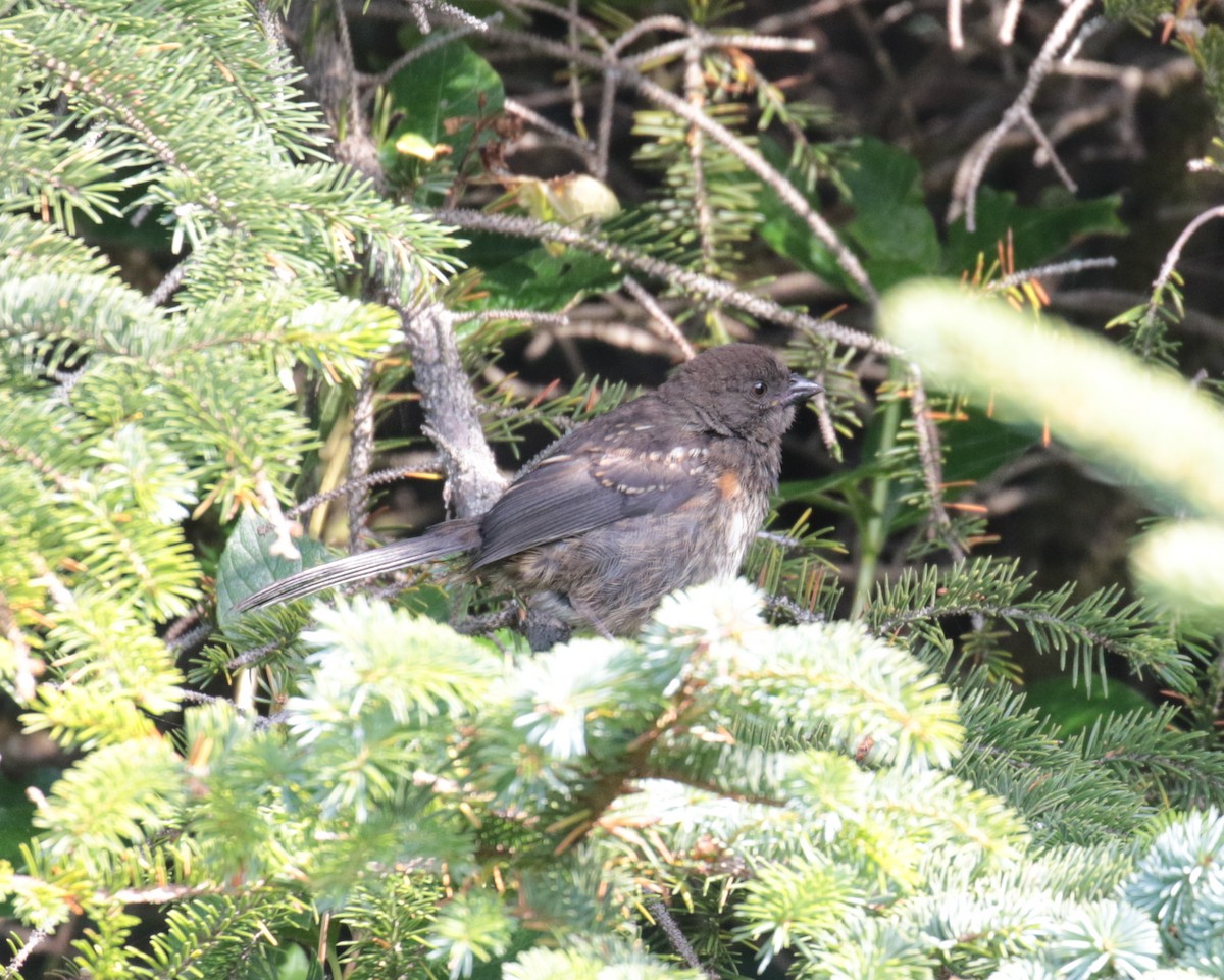 Spotted Towhee - Letha Slagle