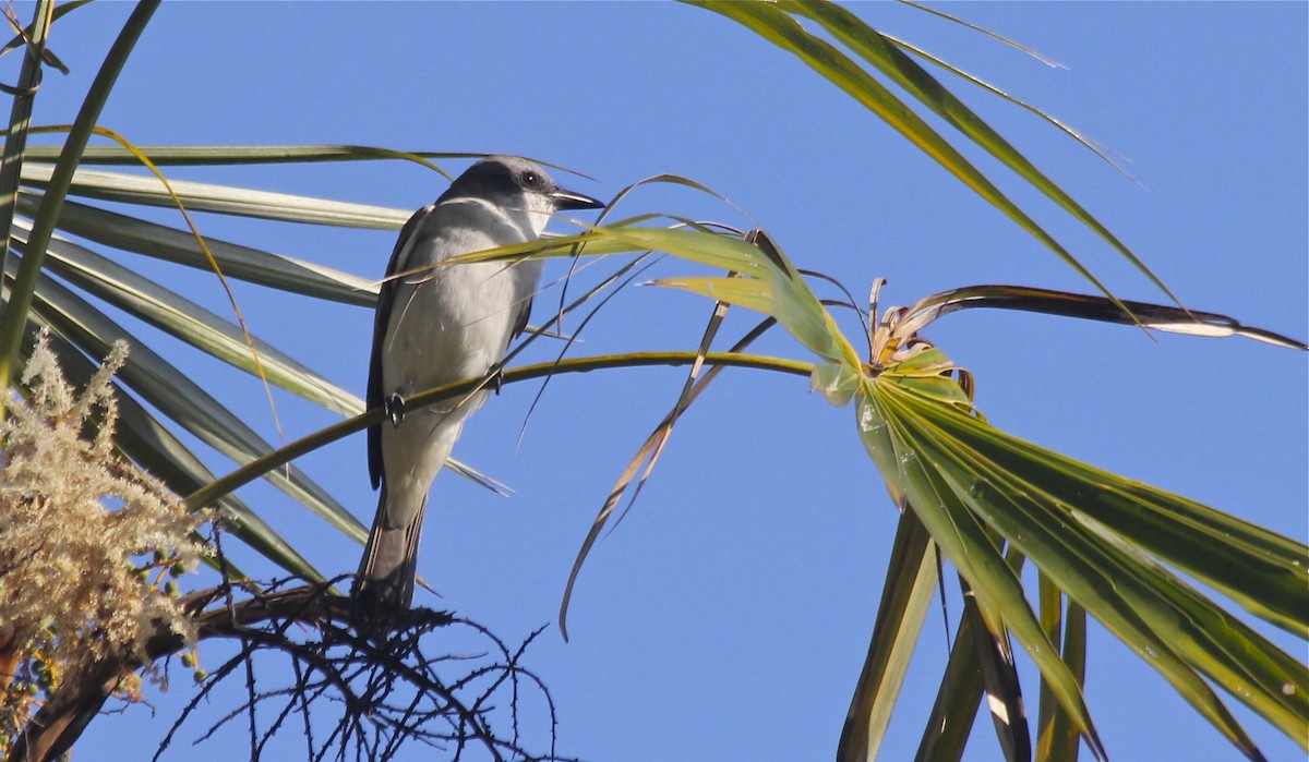 Gray Kingbird - ML36177441