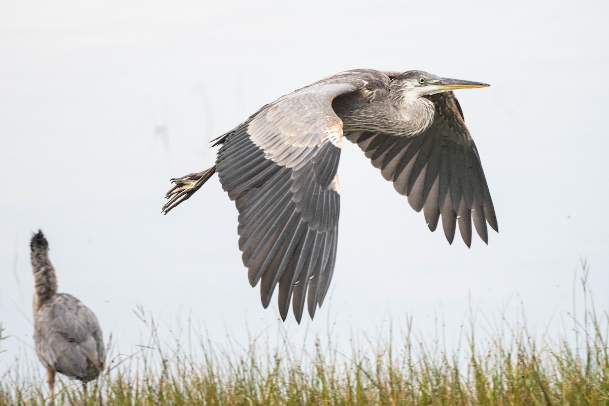 Great Blue Heron - Annie Lavoie