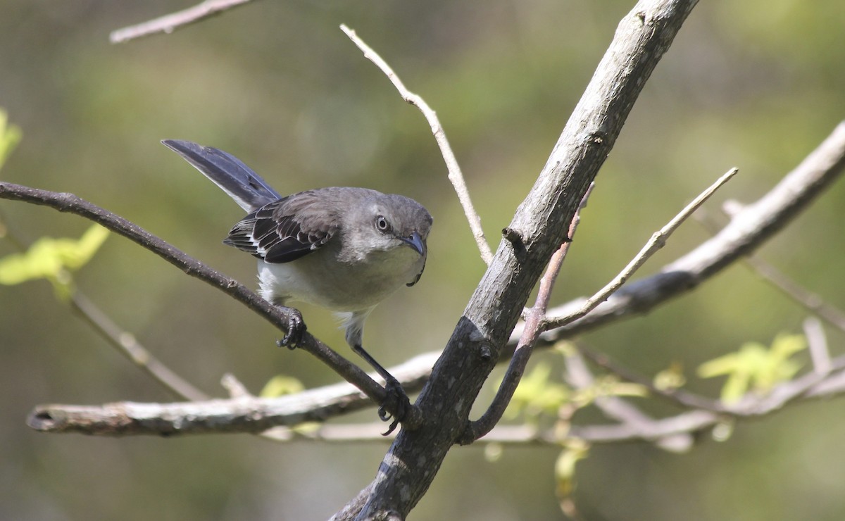 Northern Mockingbird - ML36177481