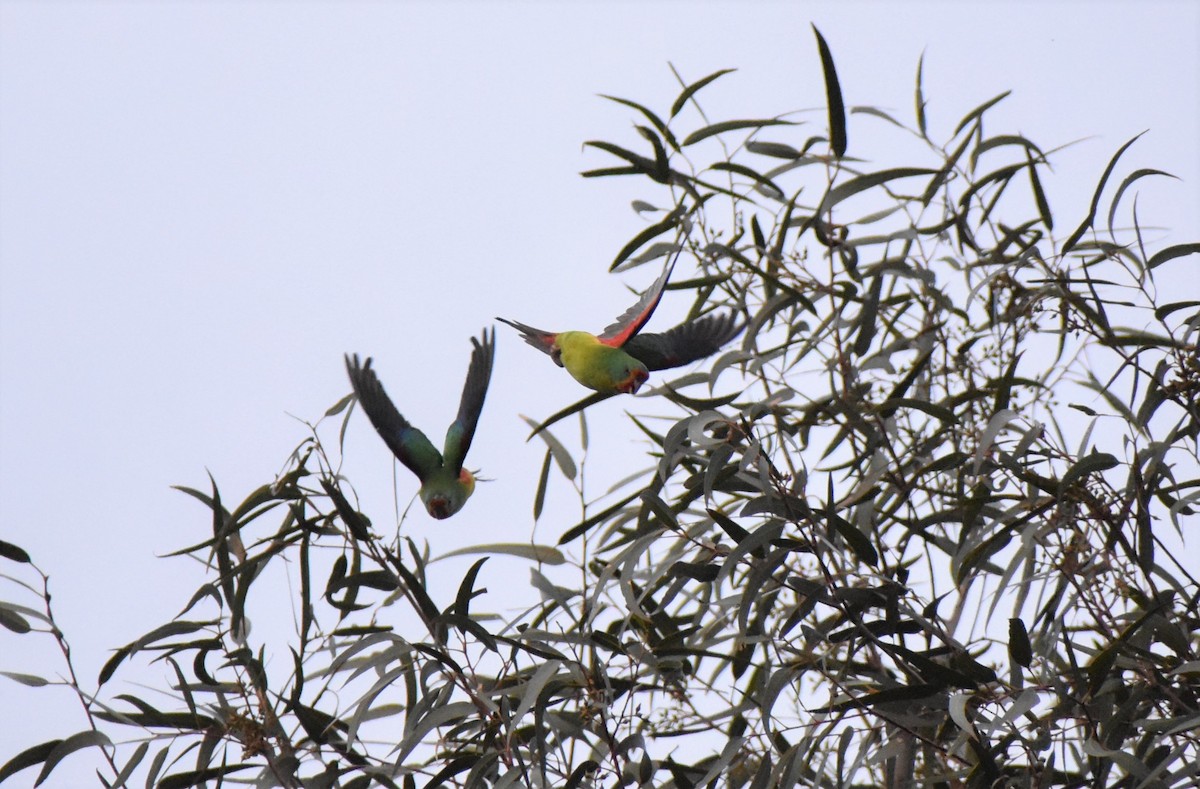 Swift Parrot - ML361775291