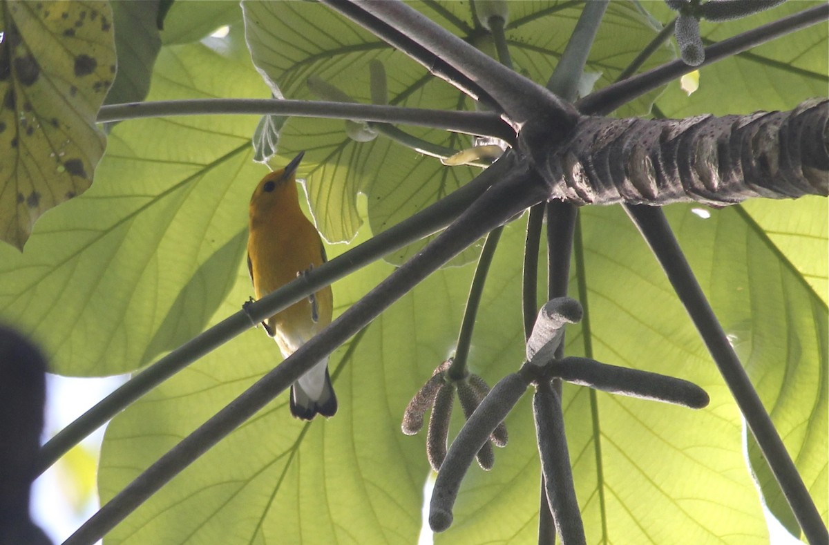 Prothonotary Warbler - ML36177551