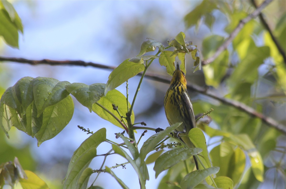 Cape May Warbler - ML36177591