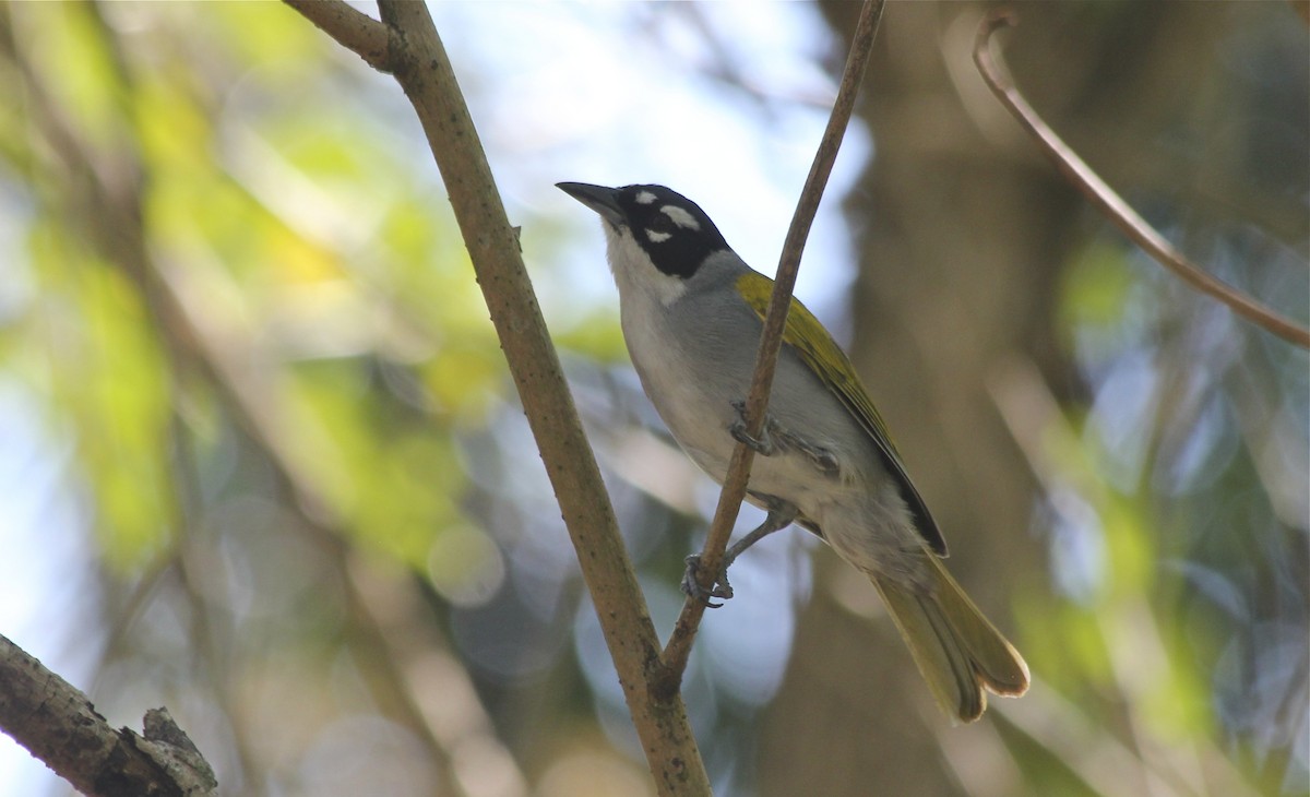 Black-crowned Palm-Tanager - ML36177691