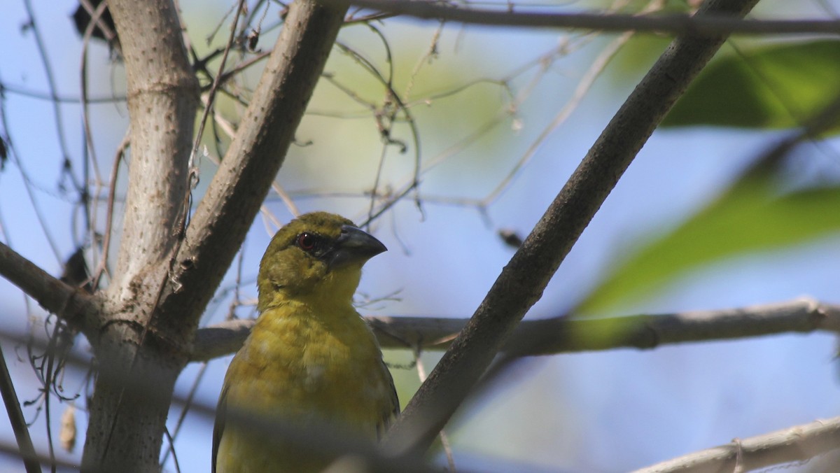 Village Weaver - ML36177741