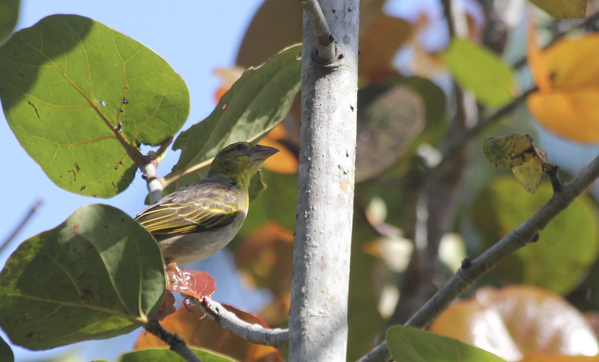 Village Weaver - ML36177751