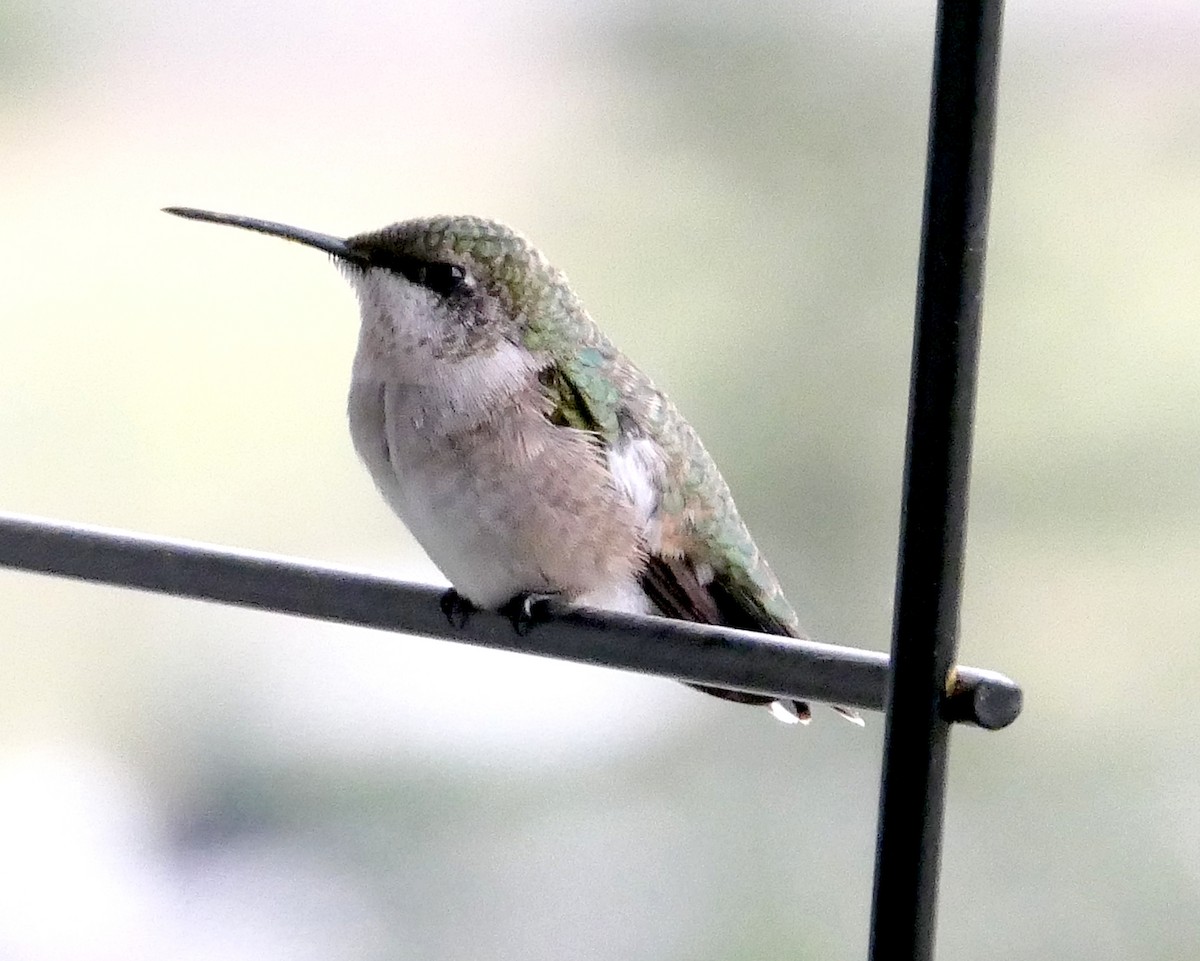 Ruby-throated Hummingbird - Randall M