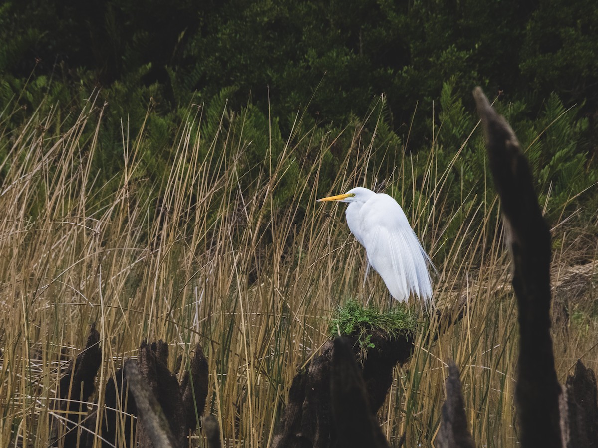 Great Egret - ML361779301