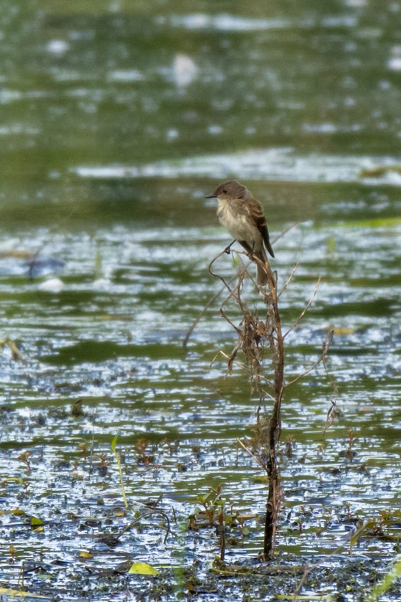 Moucherolle phébi - ML361779951