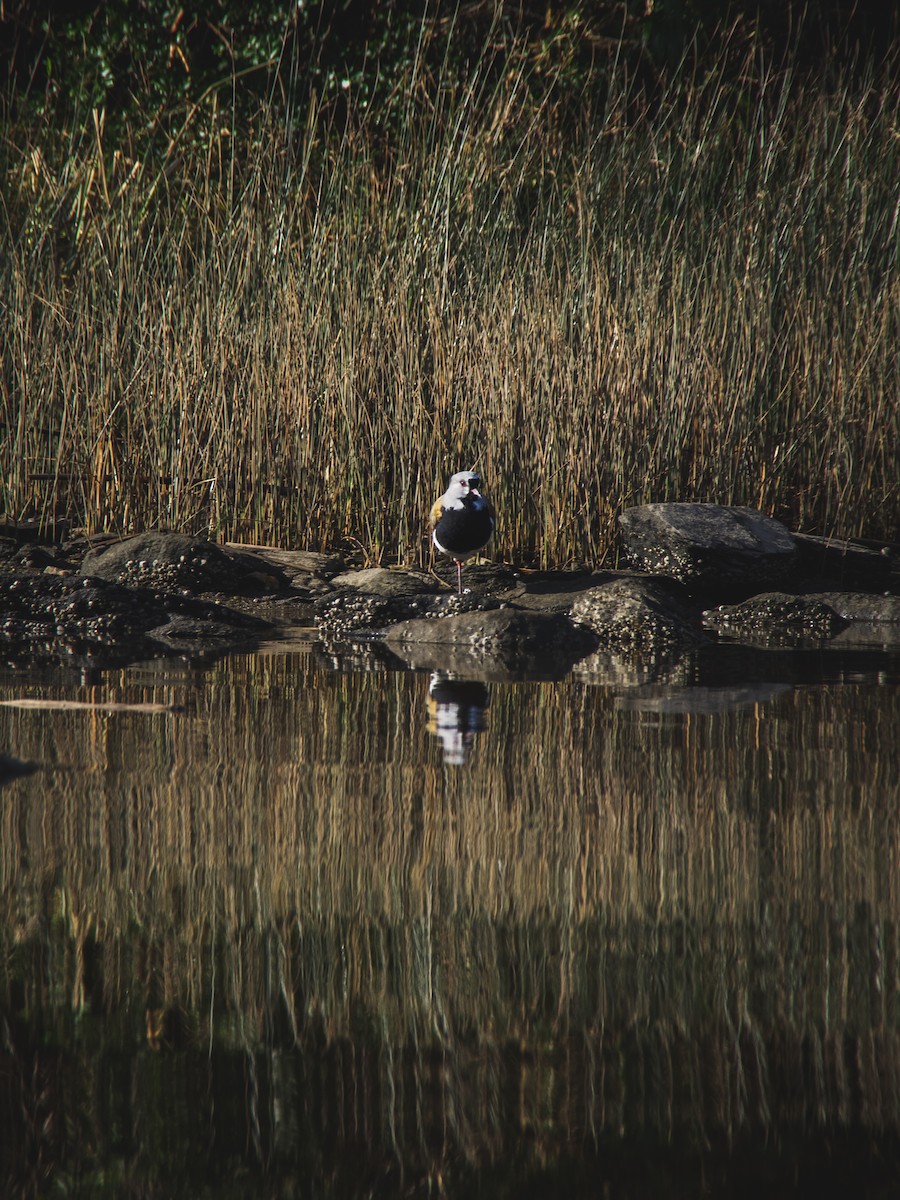 Southern Lapwing - ML361780191