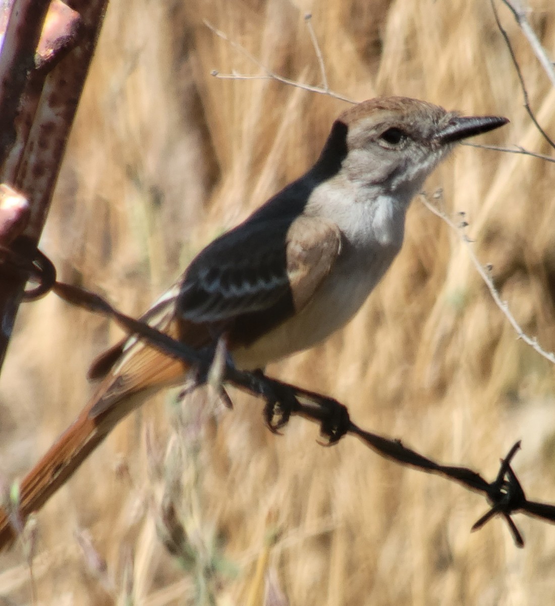 Ash-throated Flycatcher - Donald Pendleton