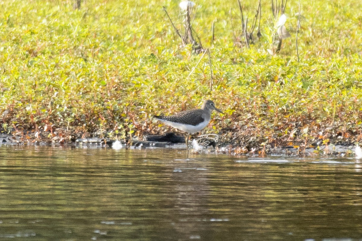 Lesser Yellowlegs - ML361780381