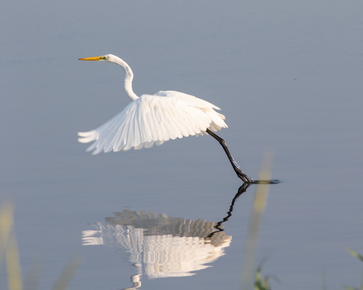 Great Egret - ML361782251