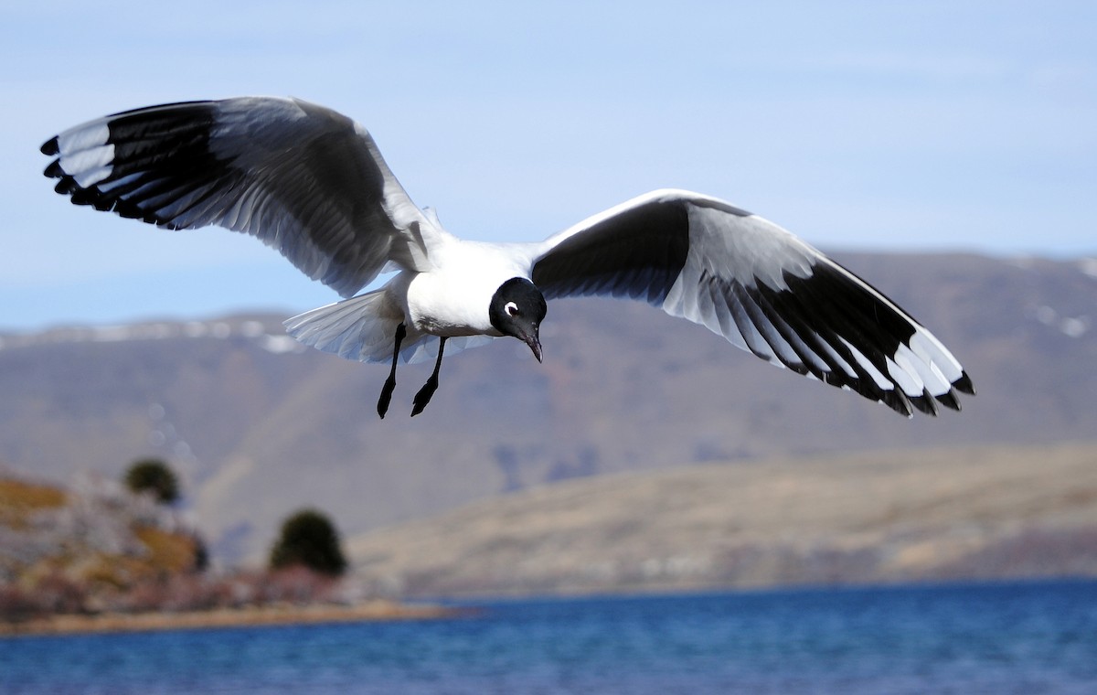 Andean Gull - ML361782421