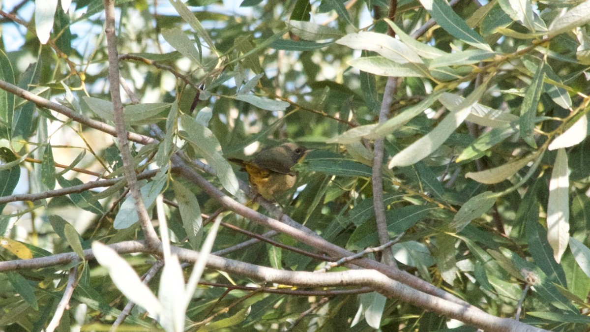 Common Yellowthroat - Scott Sorby