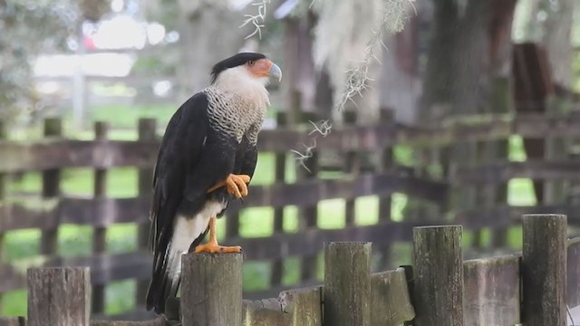 Caracara huppé (cheriway) - ML361784401