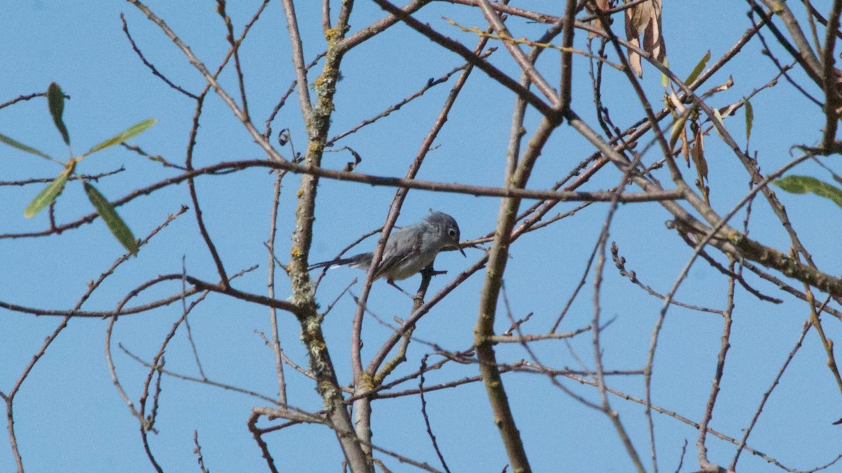 Blue-gray Gnatcatcher - Scott Sorby