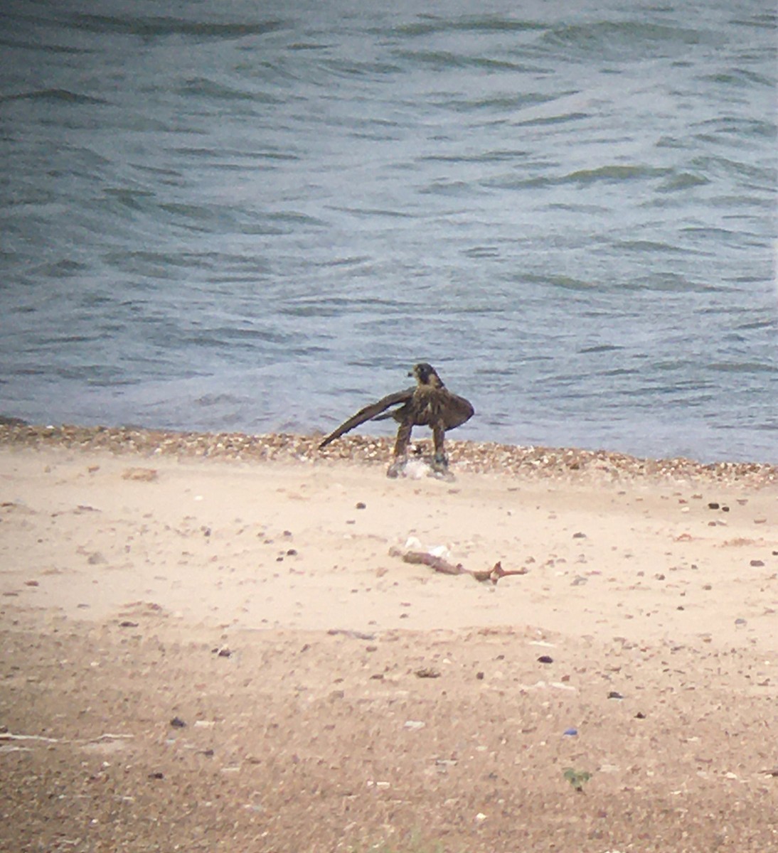 Peregrine Falcon - ML361785031