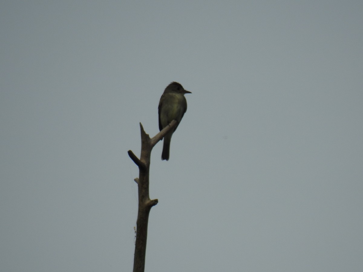 Eastern Wood-Pewee - ML361786271