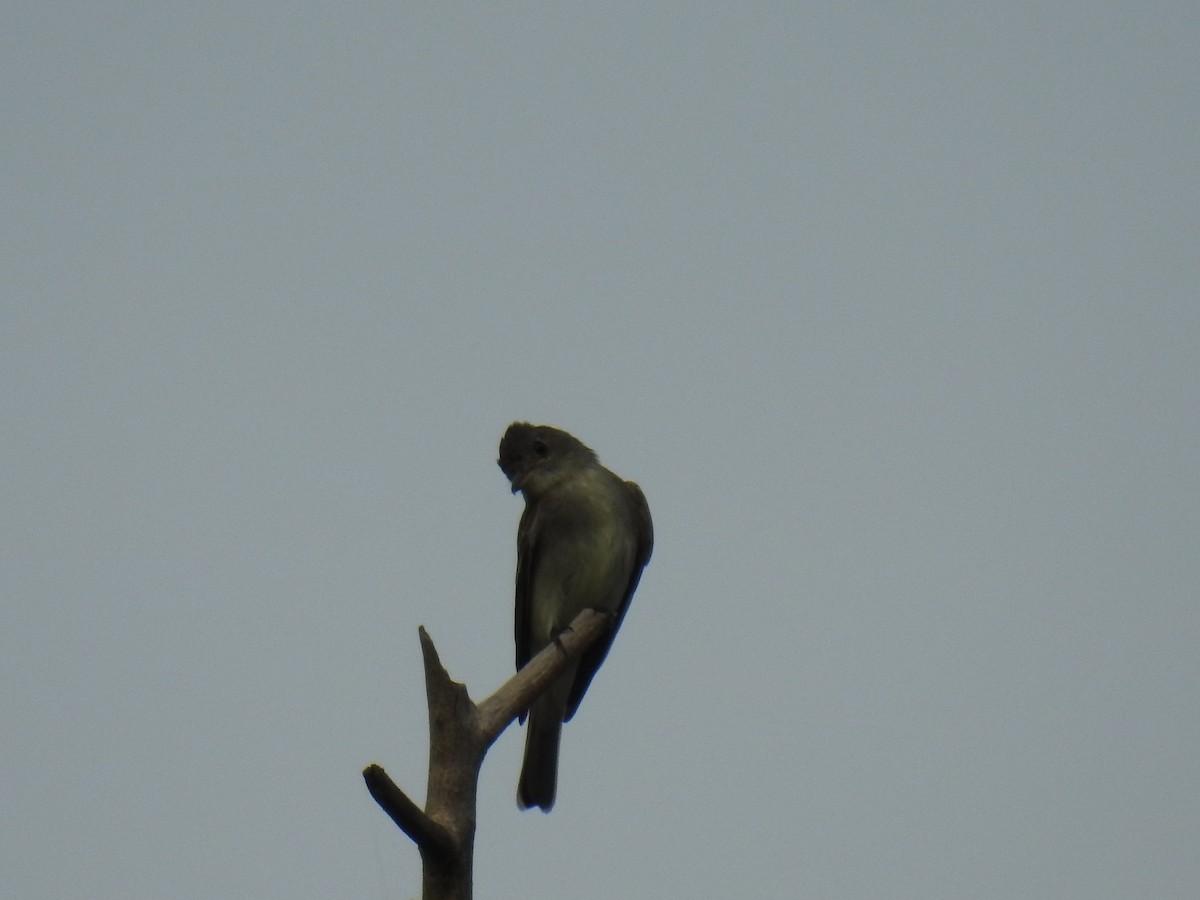 Eastern Wood-Pewee - ML361786431