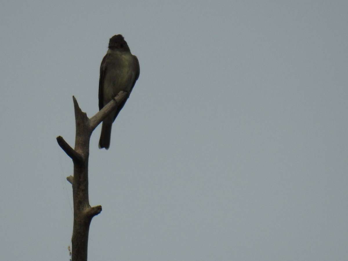 Eastern Wood-Pewee - ML361786481