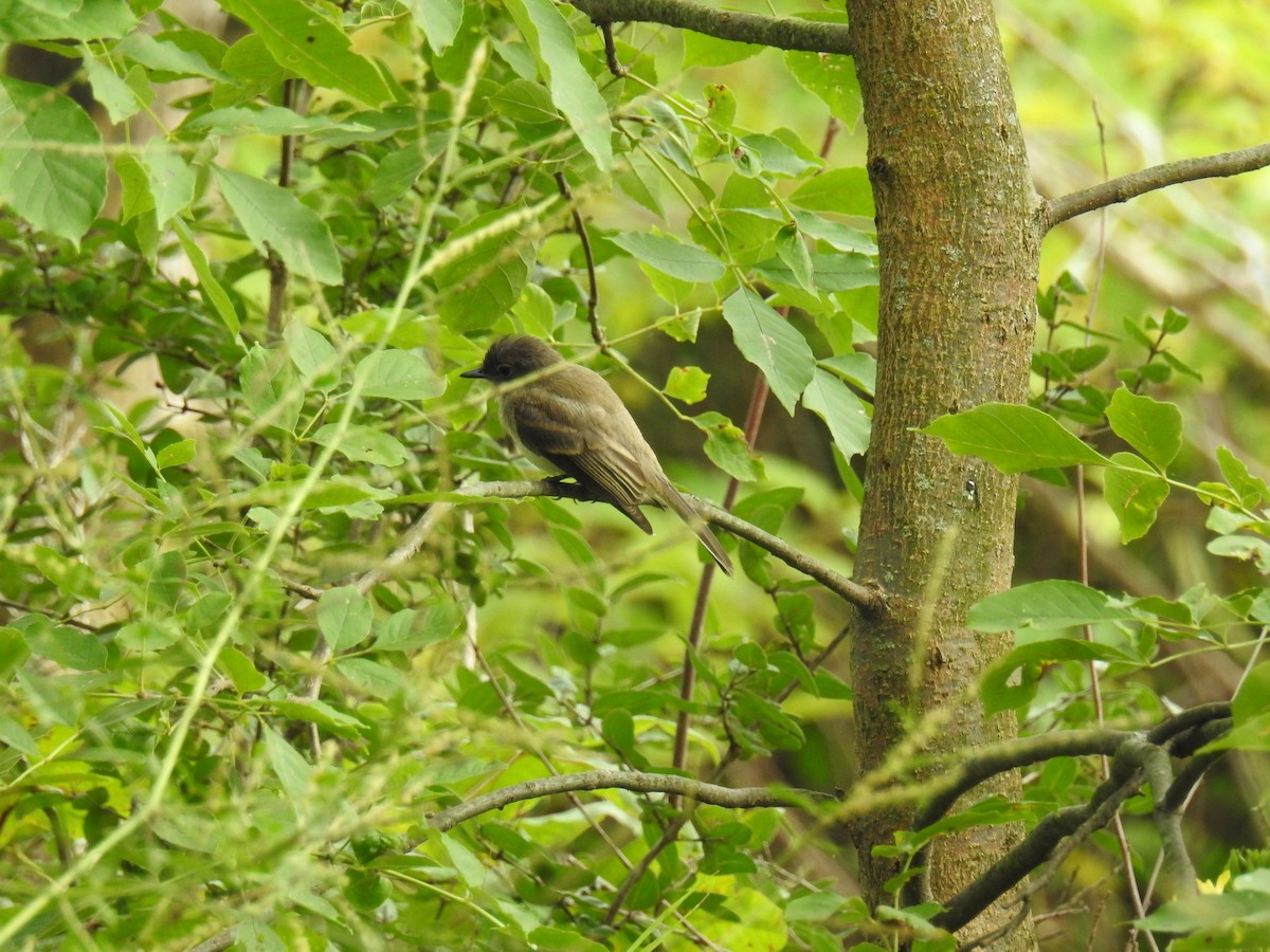 Eastern Phoebe - ML361787351