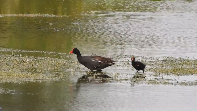 Common Gallinule - ML361788061