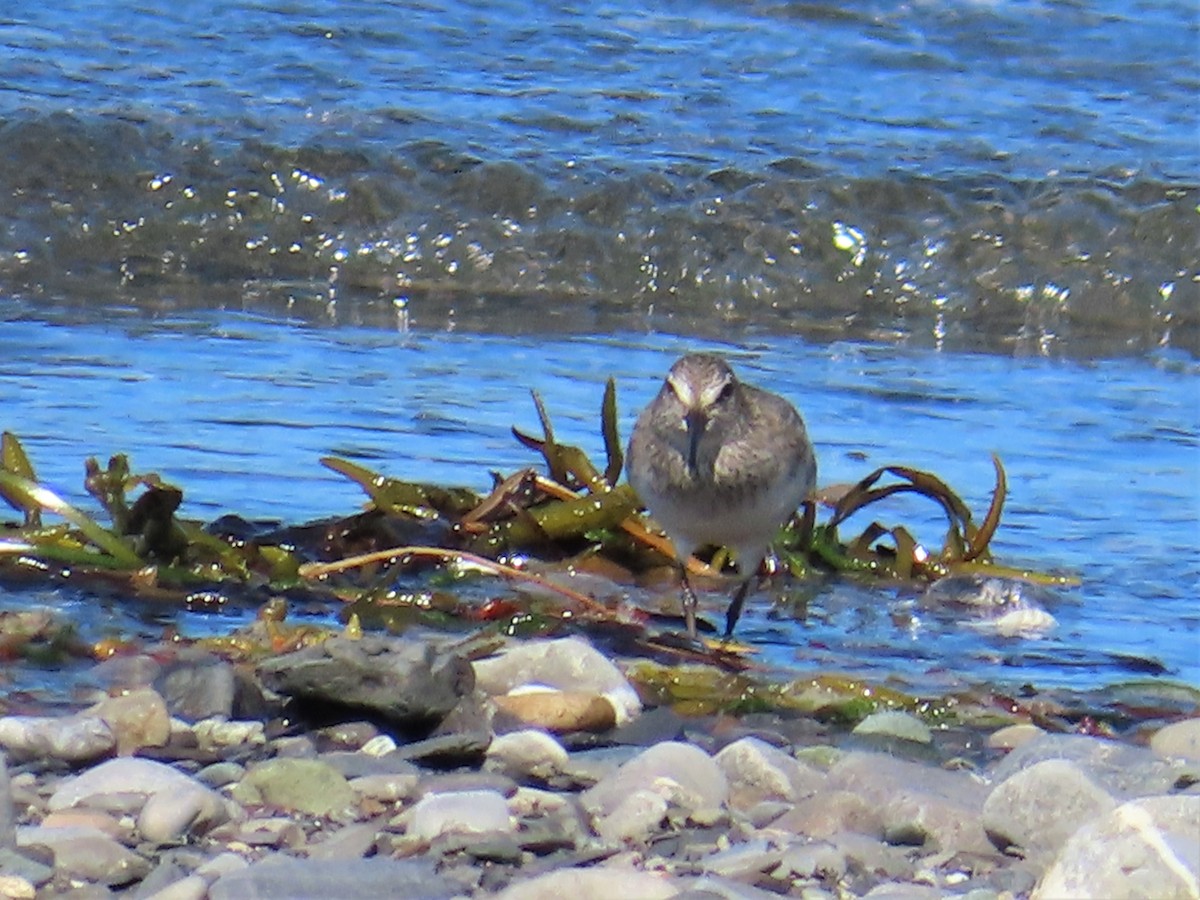 White-rumped Sandpiper - ML361789581