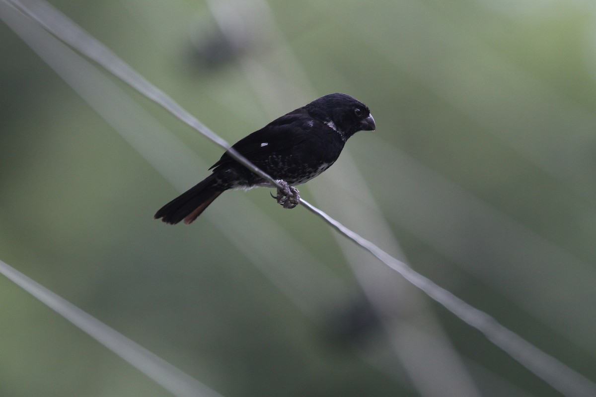 Variable Seedeater - ML361789931