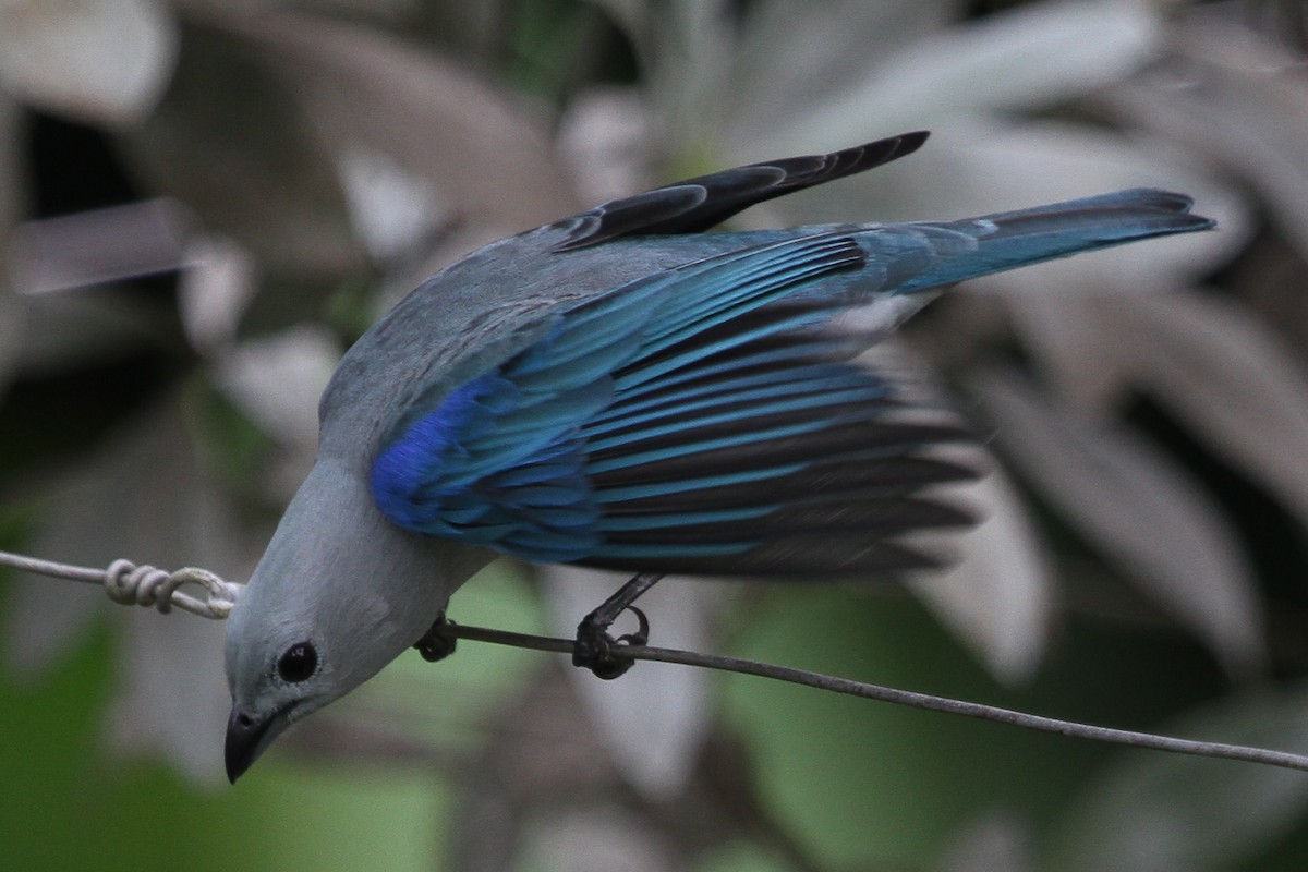 Blue-gray Tanager - ML361790181