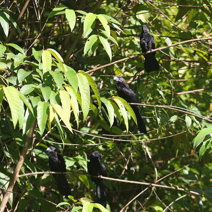 Smooth-billed Ani - ML36179091