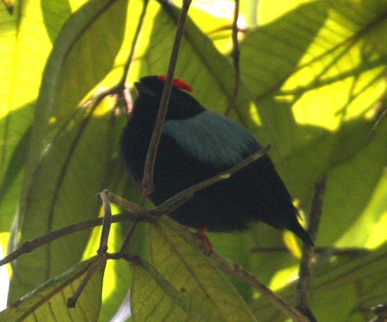 Blue-backed Manakin - ML36179161