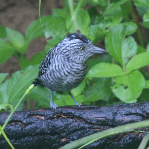 Barred Antshrike - ML36179171