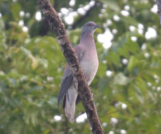 Pale-vented Pigeon - ML36179181