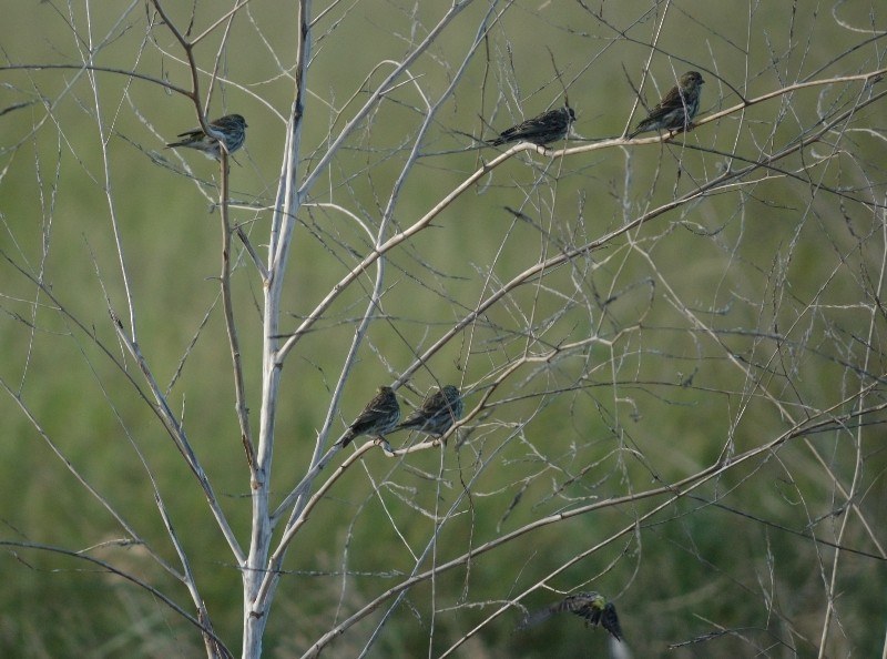 European Serin - ML36179201