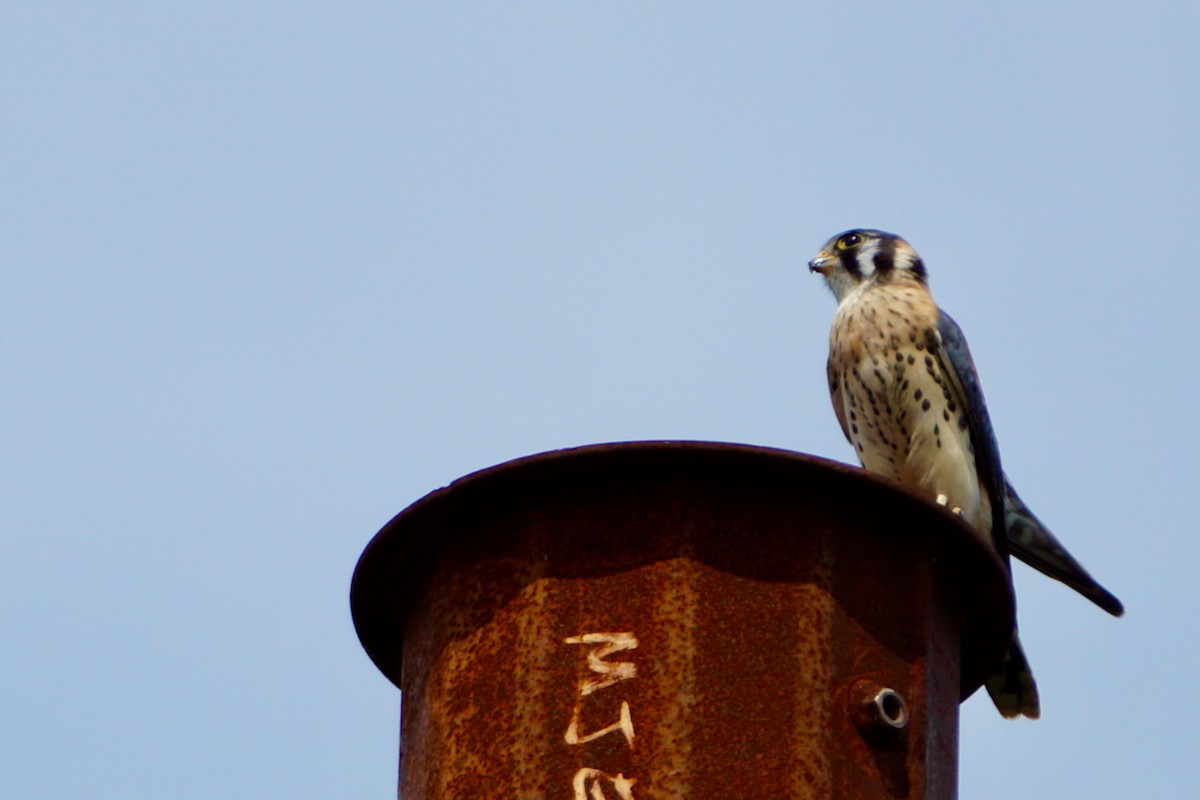 American Kestrel - Laura Sisitzky