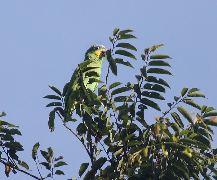 Orange-winged Parrot - ML36179231